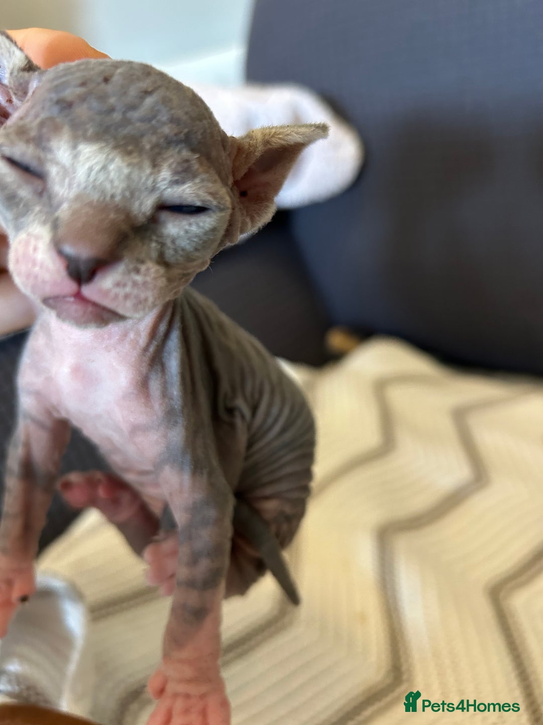 Sphynx cats for sale: Beautiful lot of Sphynx kittens from family pets - Image 23