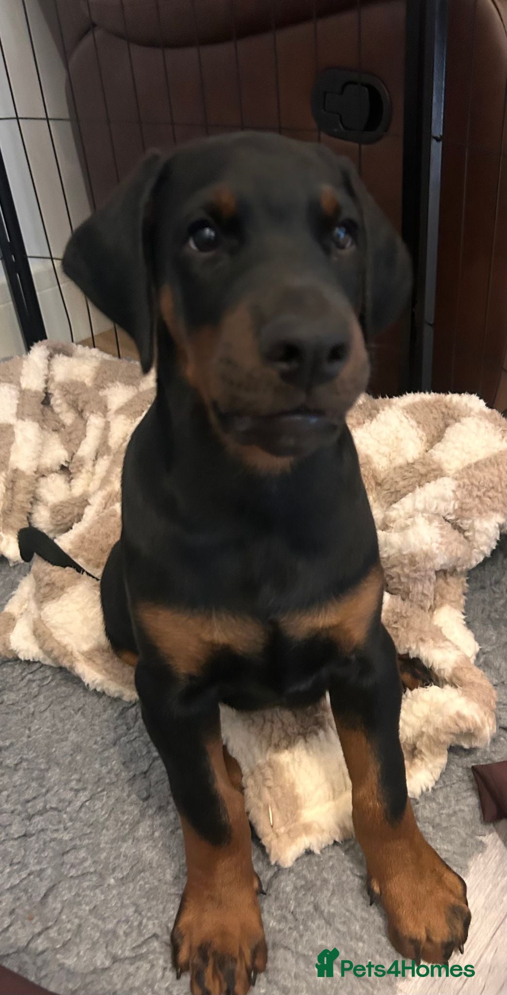 Dobermann dogs CHAMPION LINE- 5 GEN DOBERMANN PUPPY  - Advert 1