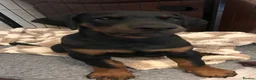Dobermann dogs for sale: CHAMPION LINE- 5 GEN DOBERMANN PUPPY  in Southampton - Advert 1