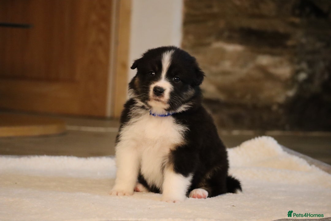 Australian Shepherd dogs for sale: Australian Shepherd Puppies  - Image 24