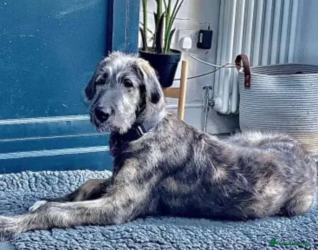 Irish Wolfhound dogs for stud: Mr Jack Rafferty  - Advert 2