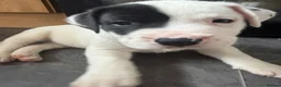 American Bulldog dogs for sale: My beautiful Bella has had her first litter - Advert 5