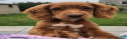 Cocker Spaniel dogs for stud: Gorgeous Red Cocker Spaniel Stud in Saint Austell - Advert 12