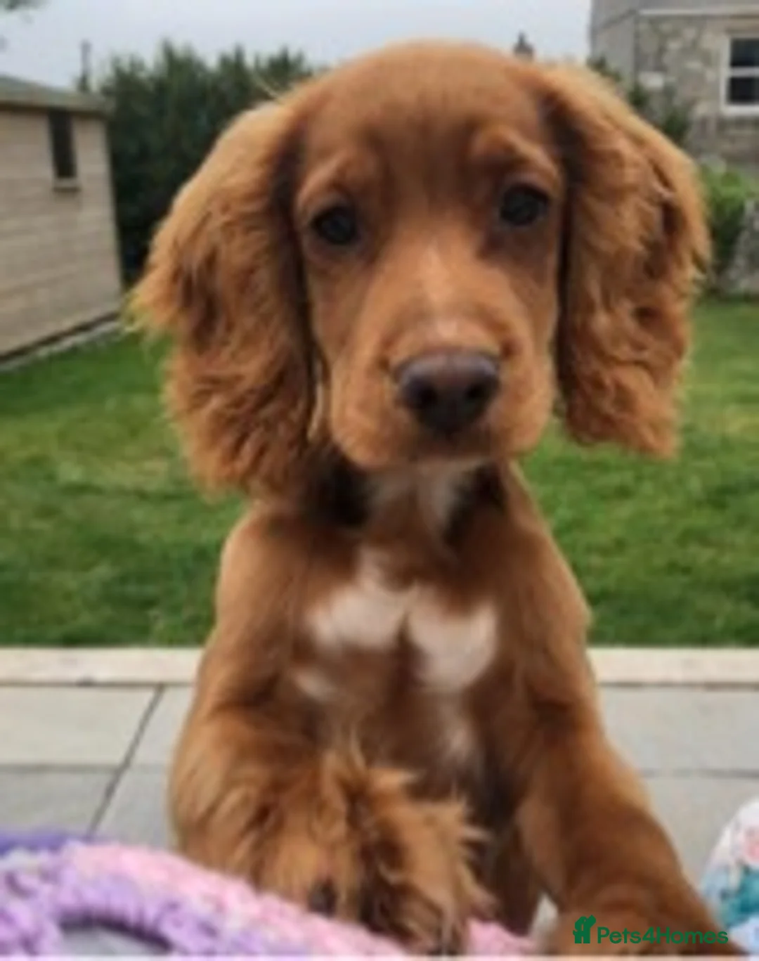 Cocker Spaniel dogs for stud: Gorgeous Red Cocker Spaniel Stud in Saint Austell - Advert 12