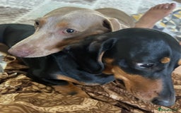 Miniature Dachshund dogs for sale: Black and tan girl looking for a loving home. - Image 4