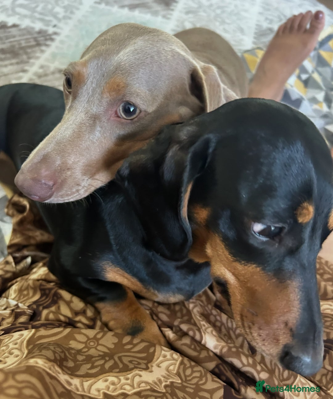 Miniature Dachshund dogs for sale: Black and tan girl looking for a loving home. - Image 4