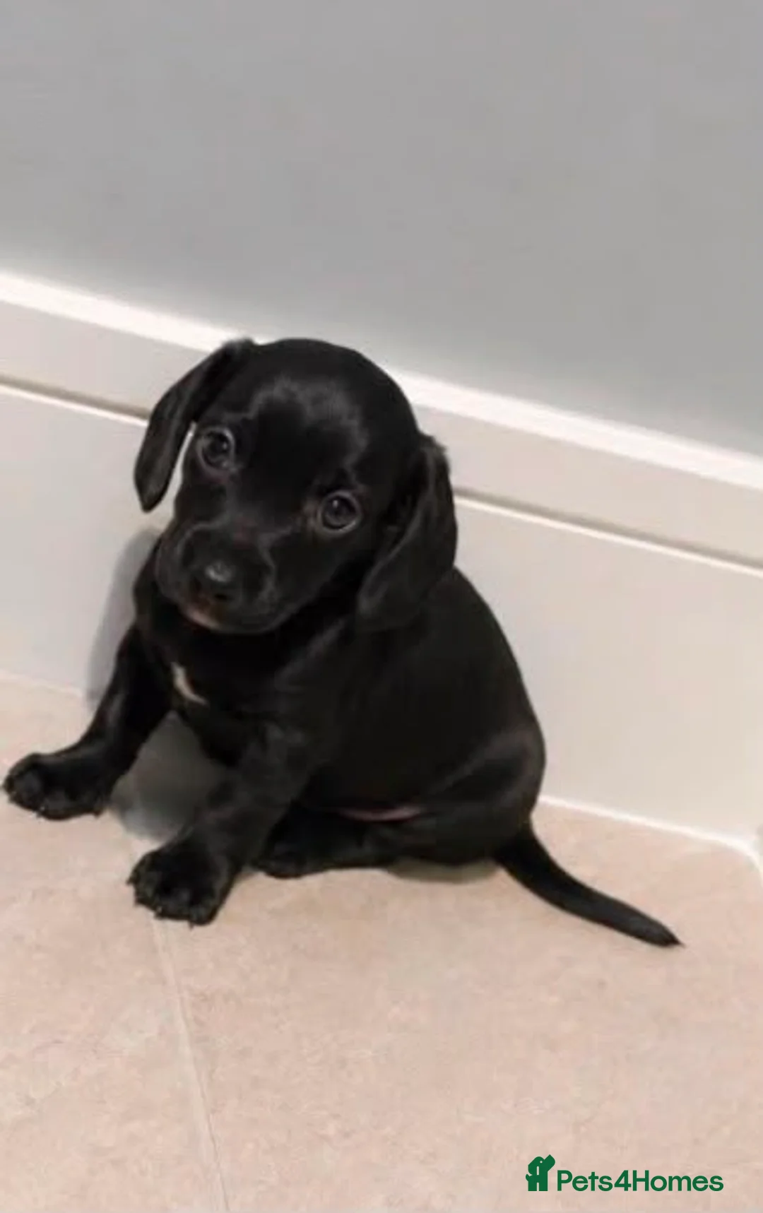 Dachshund dogs for sale: Dachshund puppies in London - Advert 2