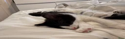 Mixed Breed cats for sale: Beautiful fluffy kittens  in Pudsey - Advert 6