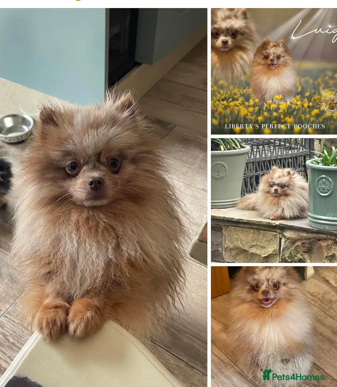 Pomeranian dogs for stud: Lilac Tan Merle Stud Boy kc in Pontefract - Advert 11