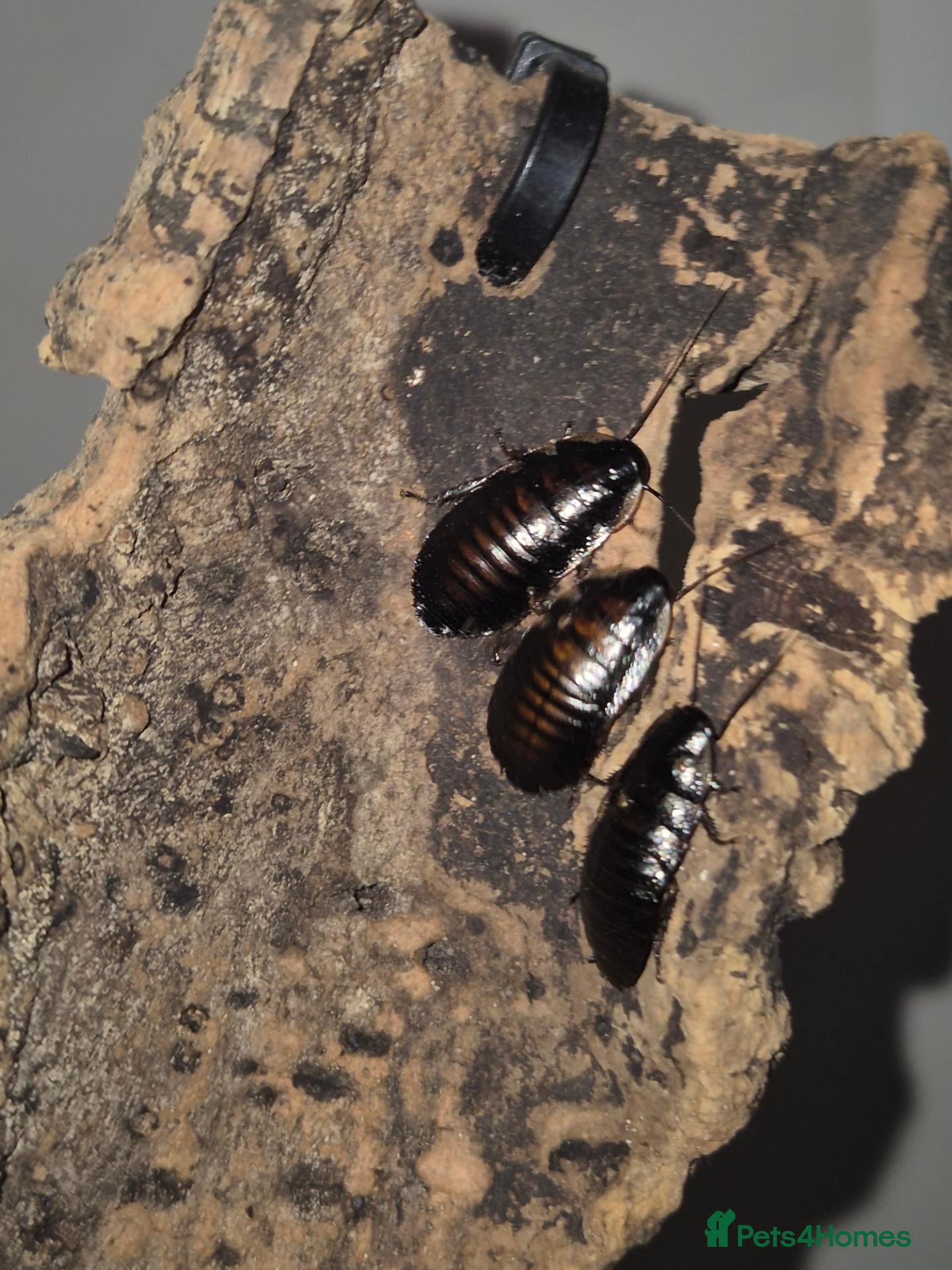 Cockroaches invertebrates Madagascan hissing cockroach nymphs + adults - Advert 14