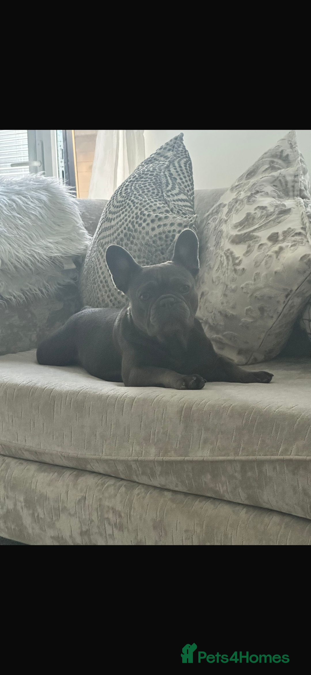 French Bulldog dogs for sale: French bulldog - Advert 2
