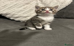 Mixed Breed cats for sale: 4 gorgeous kittens ready for amazing homes  - Advert 7
