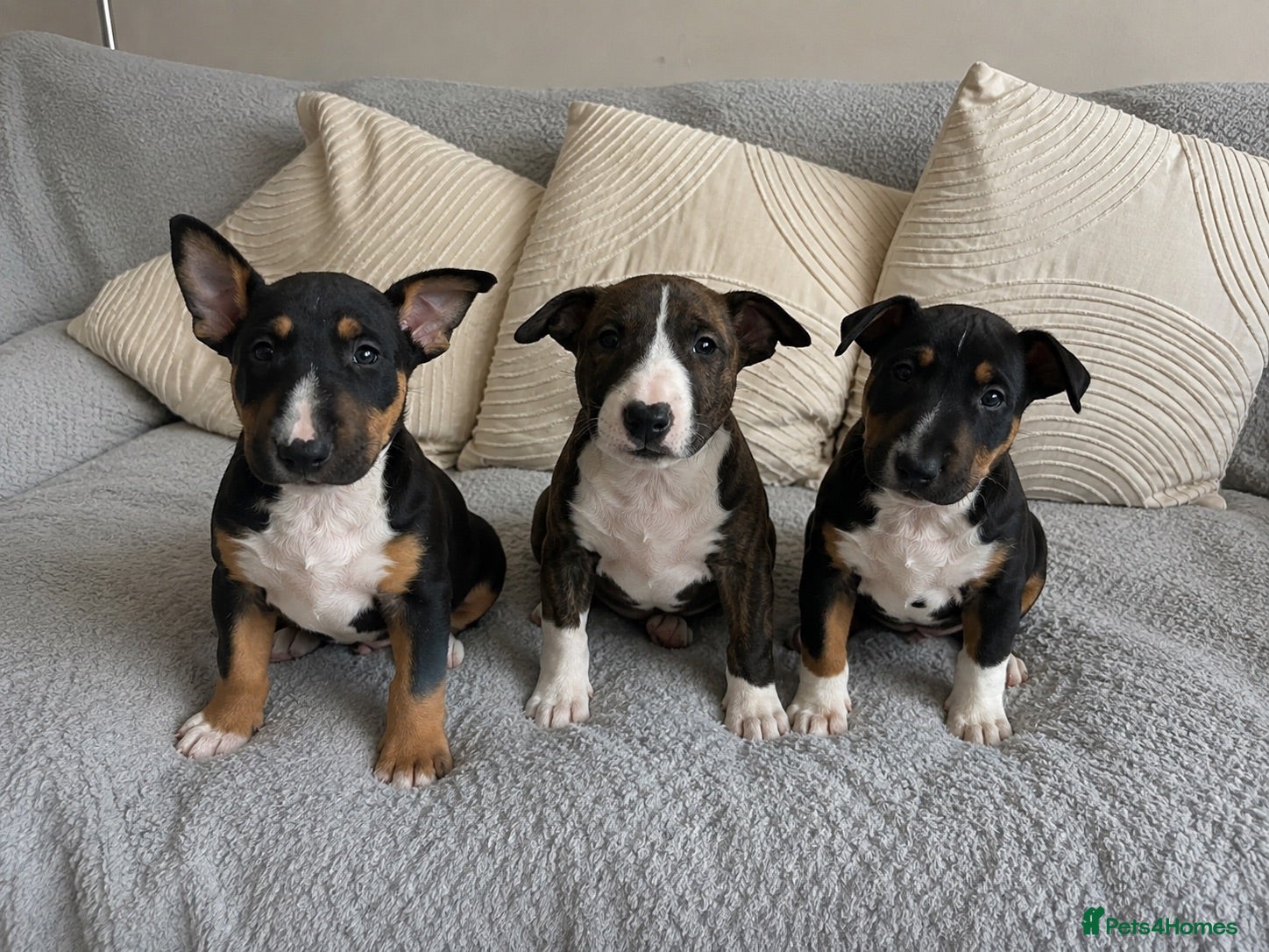 English Bull Terrier dogs English bull terrier puppies for sale - Advert 4