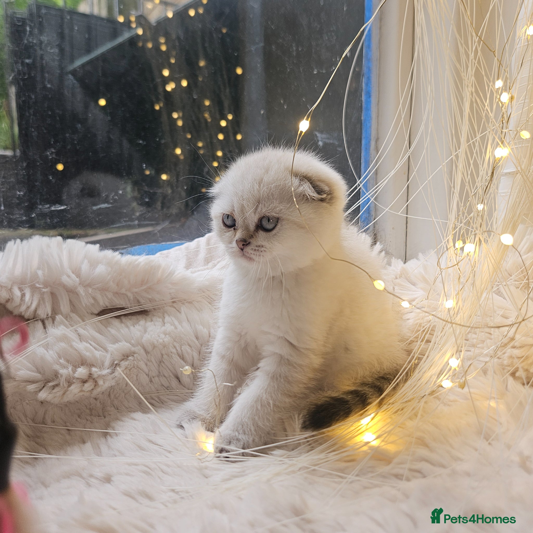 Scottish Fold cats Tica full pedigree scottish fold kittens london  - Advert 2