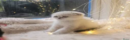 Scottish Fold cats for sale: Reduced💥£350 ready now Tica scottish fold london  - Advert 2