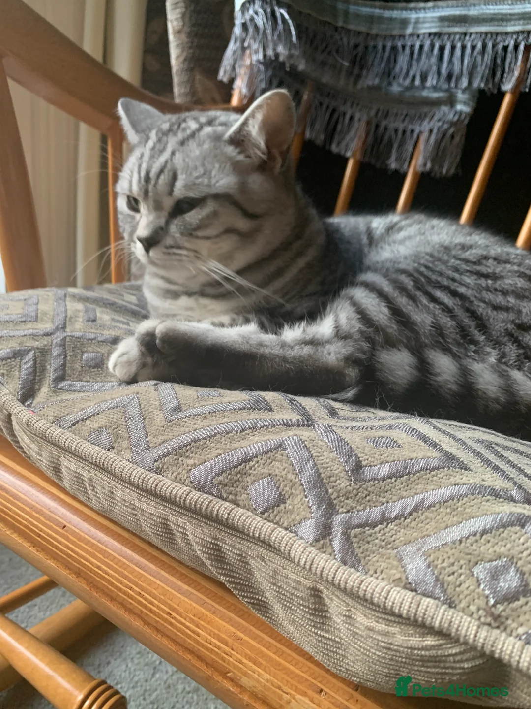 British Shorthair cats for sale: British shorthair - Advert 4