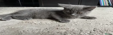 Smoky