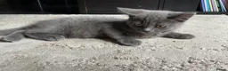 British Shorthair cats for sale: 5 beautiful BSH kittens, 2 girls & 1 boy left - Advert 17