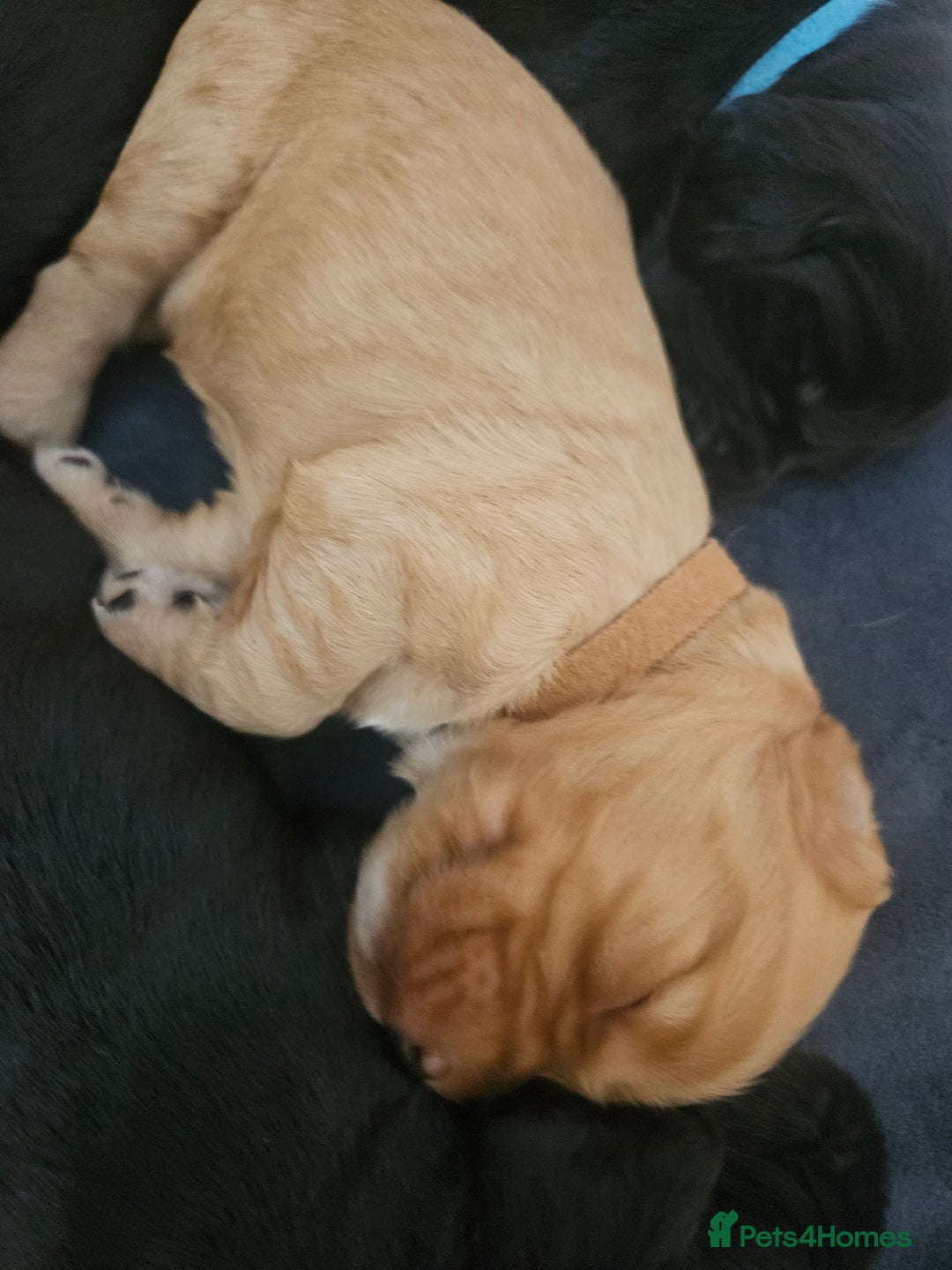 Cocker Spaniel dogs for sale: KC Reg Cocker Spaniel Puppies - Image 6