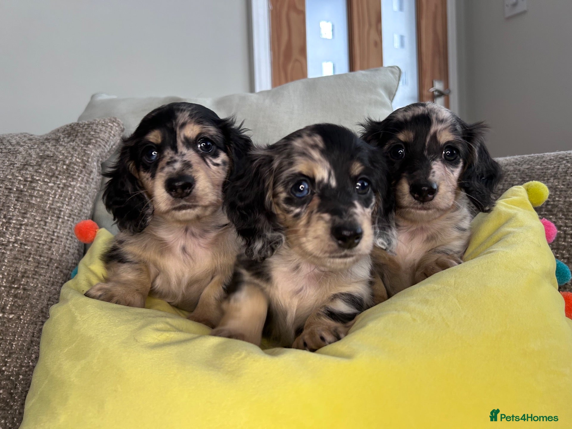 Miniature Dachshund dogs 🖤 SILVER DAPPLE & CREAM LONGHAIR BOY🖤  - Advert 1