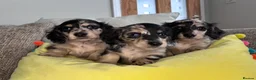 Miniature Dachshund dogs for sale: 🖤 SILVER DAPPLE & CREAM LONGHAIR BOY🖤  - Advert 8