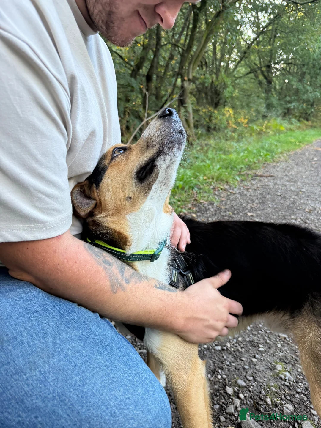 Border Collie dogs for sale: Perfect Family Dog in Widnes - Advert 4
