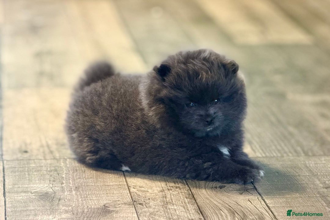 Pomeranian dogs for sale: Stunning Blue Pomeranian Female - Advert 4