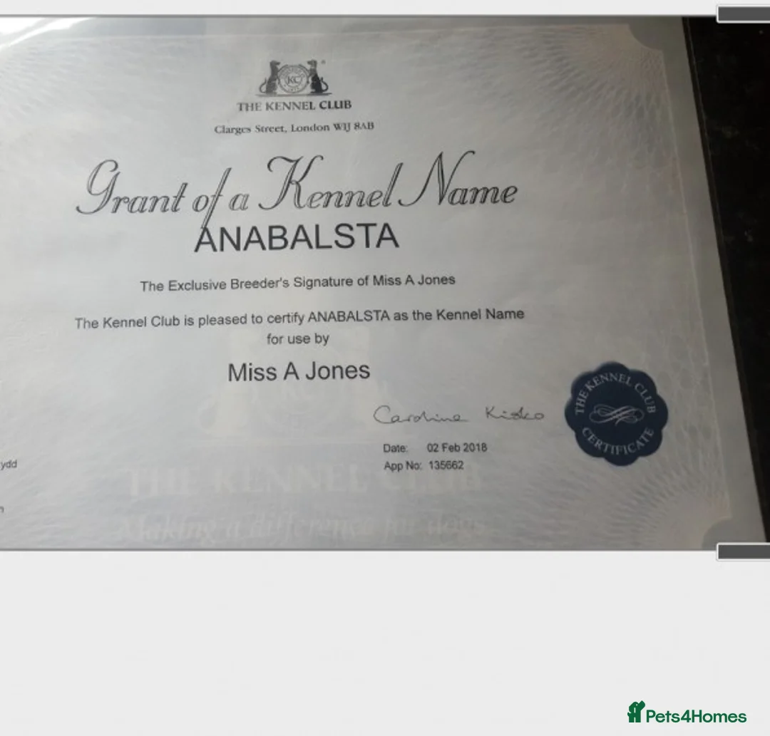 Shih Tzu dogs for stud: KC HARROPINE LUSTY DUSTY FOR STUD ONLY in Bridgend - Advert 2