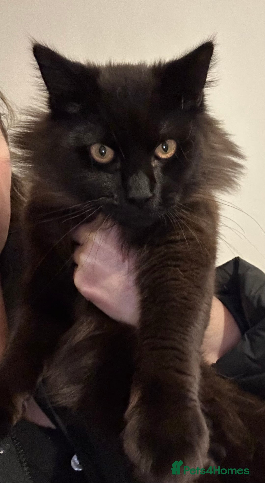 Mixed Breed cats for sale: Cross Maine coon - Advert 1