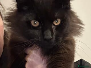 Mixed Breed cats Cross Maine coon - Advert 4