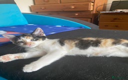 Mixed Breed cats for sale: One female kitten left💕 - Image 9