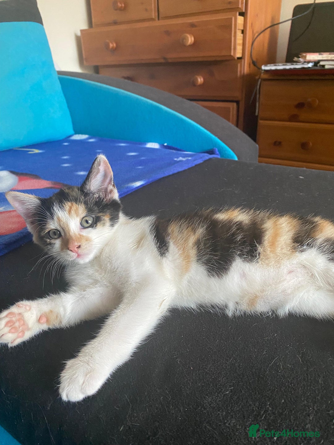 Mixed Breed cats for sale: One female kitten left💕 - Image 9