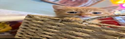Mixed Breed cats for sale: Kittens  - Advert 7