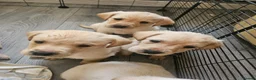 Labrador Retriever dogs for sale: Labrador Puppies  - Advert 8