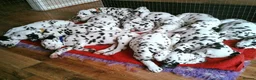 Dalmatian dogs for sale: Exceptional Dalmatian Puppies.  - Advert 16