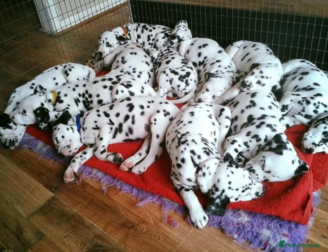 Dalmatian dogs for sale: Exceptional Dalmatian Puppies.  - Advert 16
