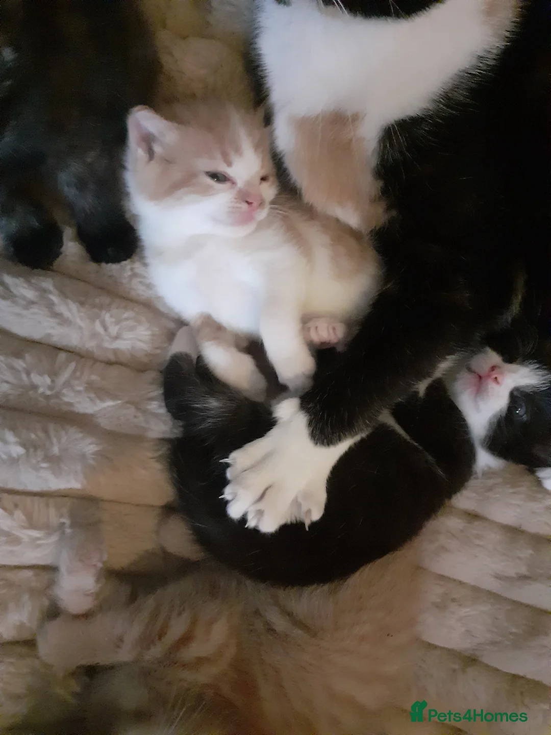 British Shorthair cats for sale: Beautiful fur baby Kittens  in Leeds - Advert 6
