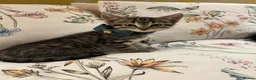 Ragamese cats for sale: Ragameze  - Advert 6