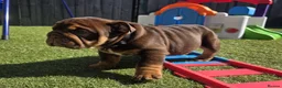 English Bulldog dogs for sale: Litter of bulldogs  - Advert 16