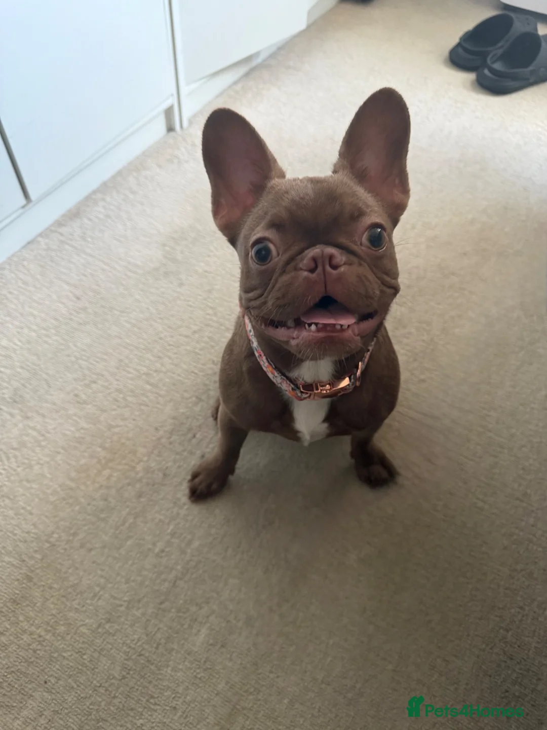 French Bulldog dogs for sale: Female French bulldog puppy in Leeds - Advert 2