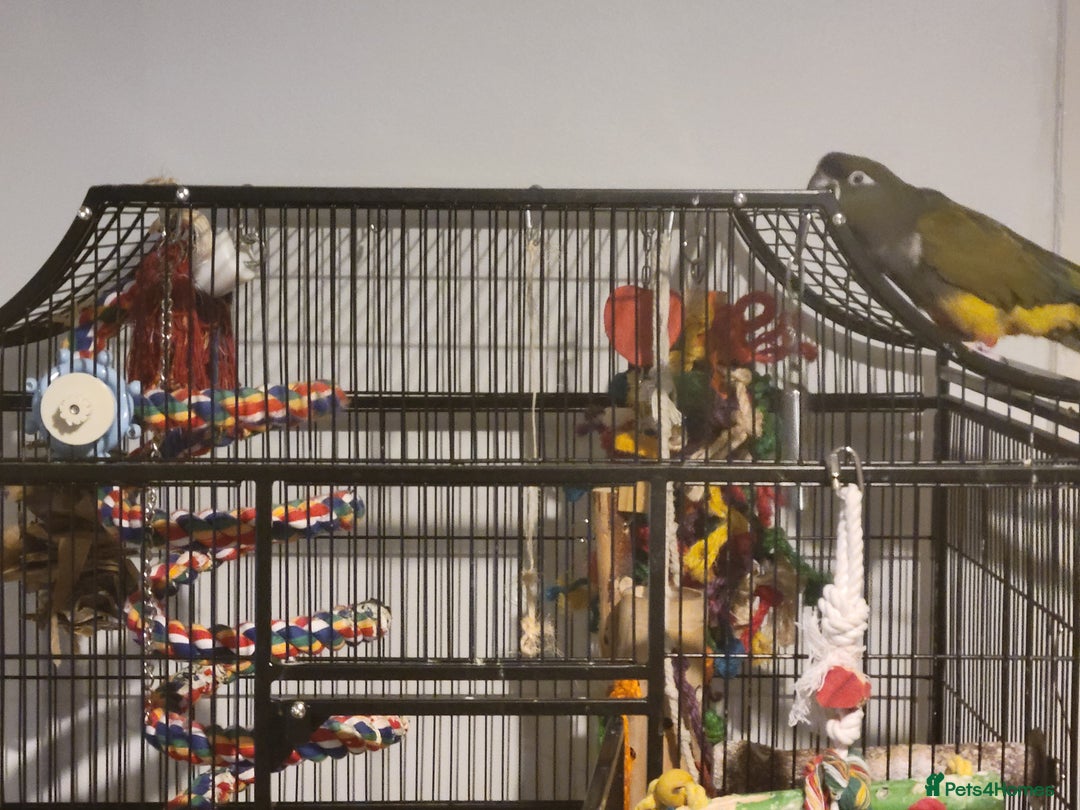 Conures birds for sale: Peekaboo - Advert 5