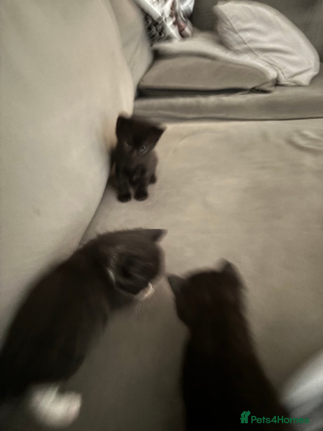 Mixed Breed cats for sale: Kittens - Image 2