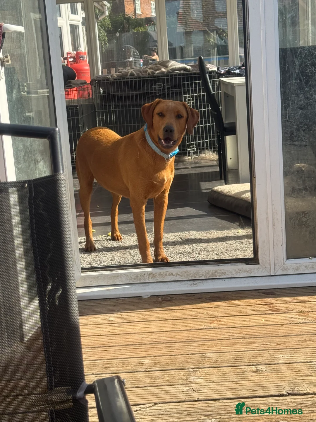 Labrador Retriever dogs for stud: FOX RED LABRADOR FOR STUD ONLY  - Advert 5