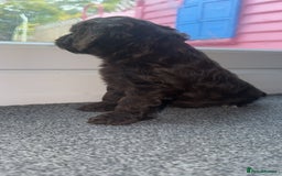 Cockapoo dogs for sale: 5 beautiful cockapoos! ONLY 2 LEFT  - Image 7