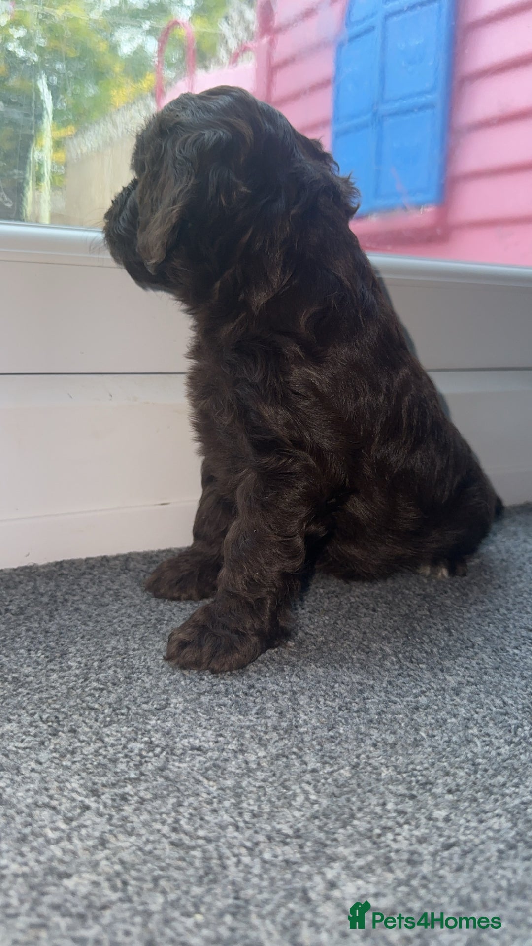 Cockapoo dogs for sale: 5 beautiful cockapoos! ONLY 2 LEFT  - Image 7