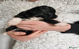Mixed Breed dogs for sale: Papipoo puppies. DNA health tested parents  - Image 7