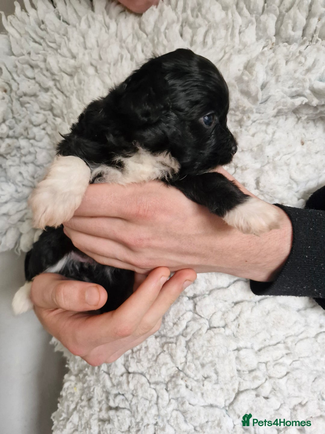 Mixed Breed dogs for sale: Papipoo puppies. DNA health tested parents  - Image 7