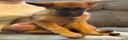 German Shepherd dogs for sale: 12 week old German shepherd puppies in Crook - Advert 6
