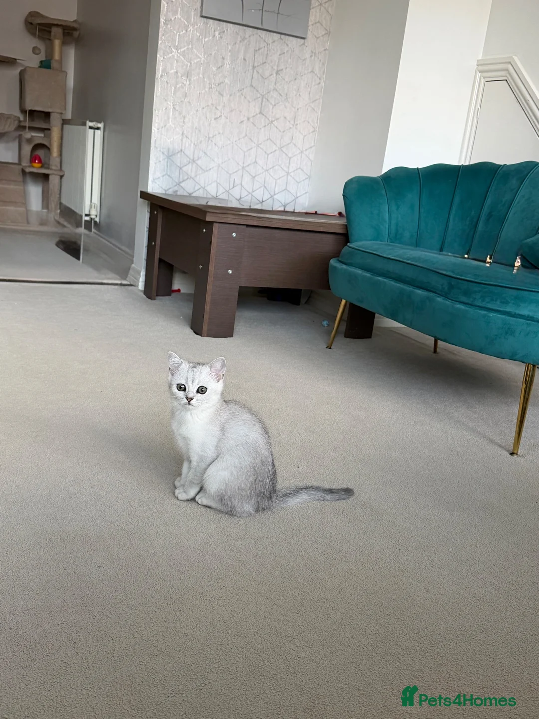 British Shorthair cats for sale: British Shorthair Silver Shaded  - Advert 7