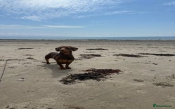 Miniature Dachshund dogs for sale: 3 year old Arlo - Image 3
